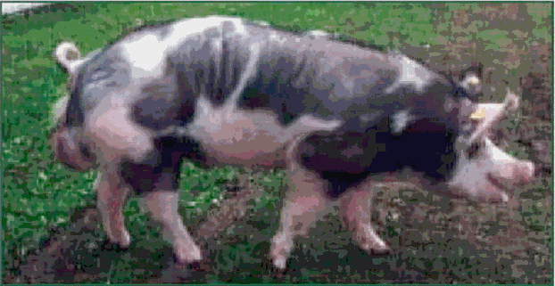 Pig Breeding